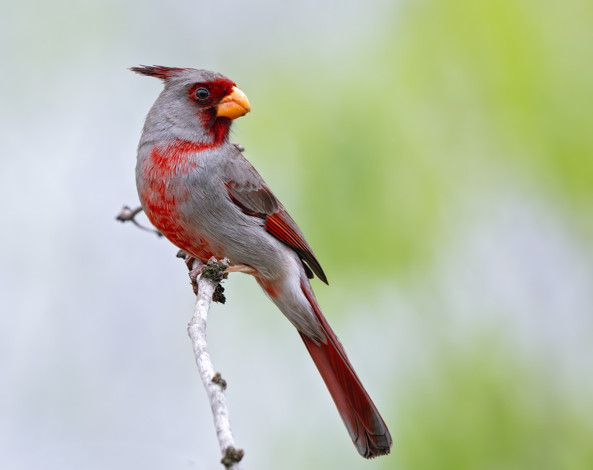 Cardinal pyrrhuloxia - ML620689266