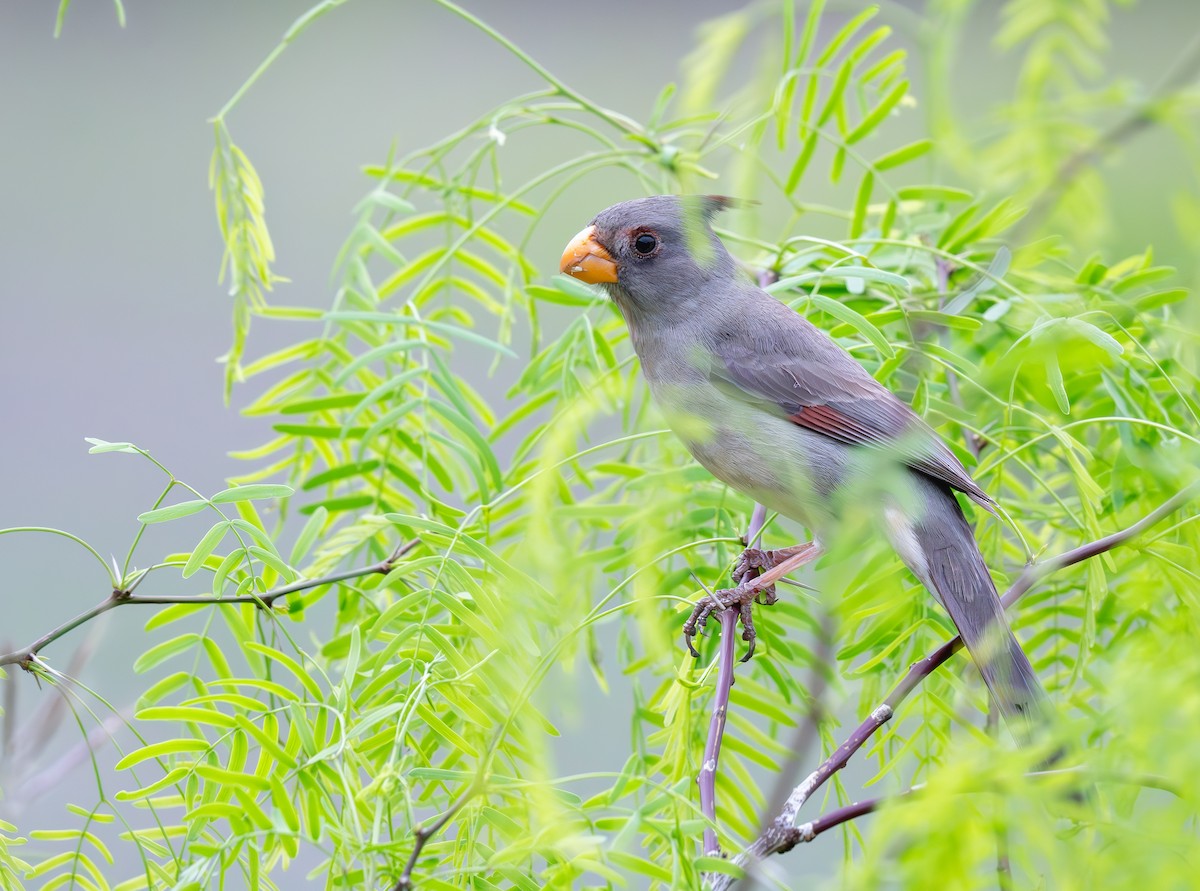 Cardinal pyrrhuloxia - ML620689267