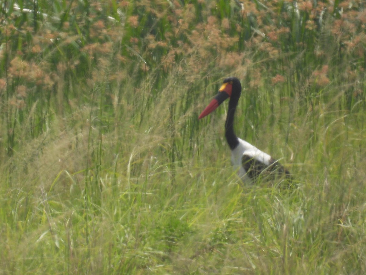 Saddle-billed Stork - ML620689270