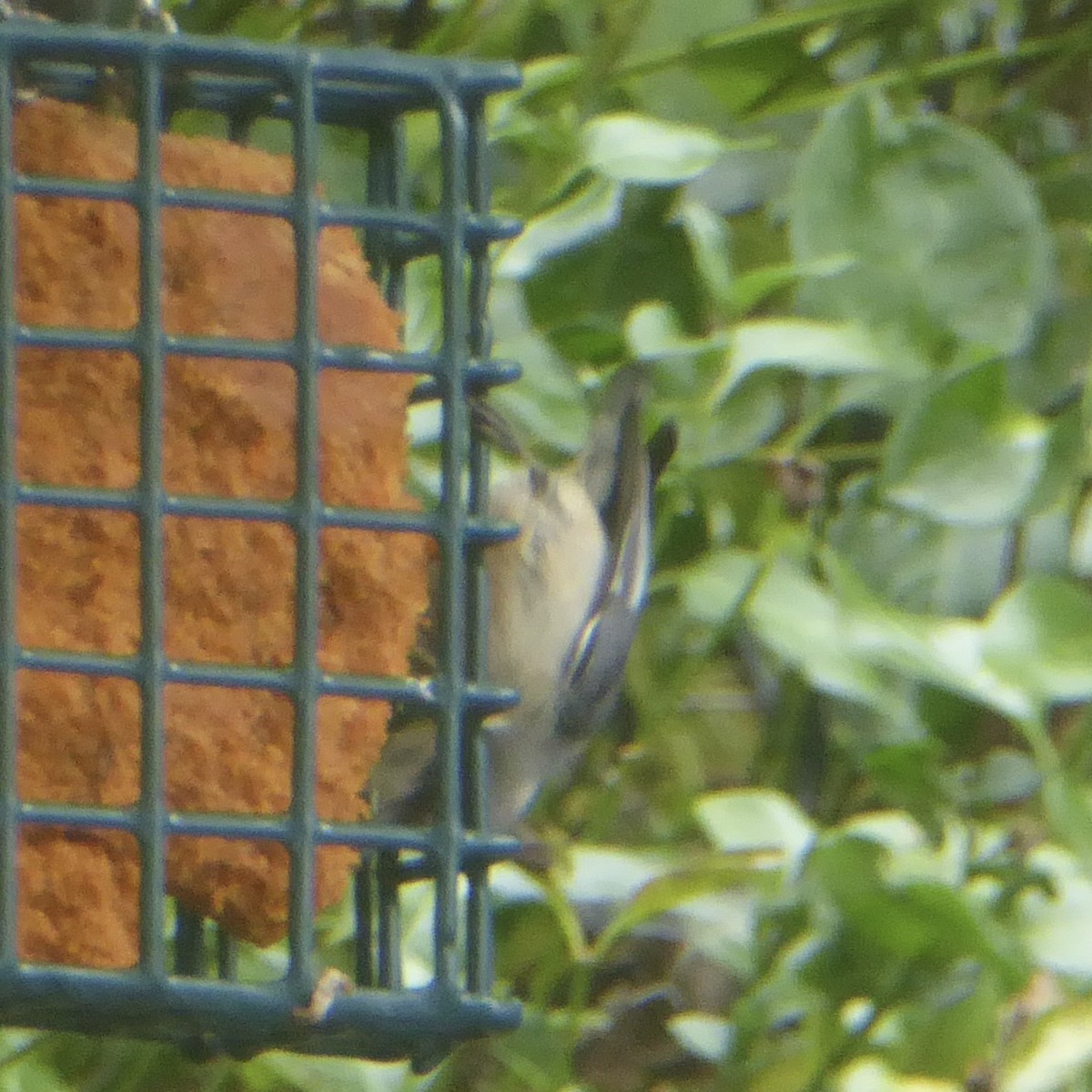 Pygmy Nuthatch - ML620689274