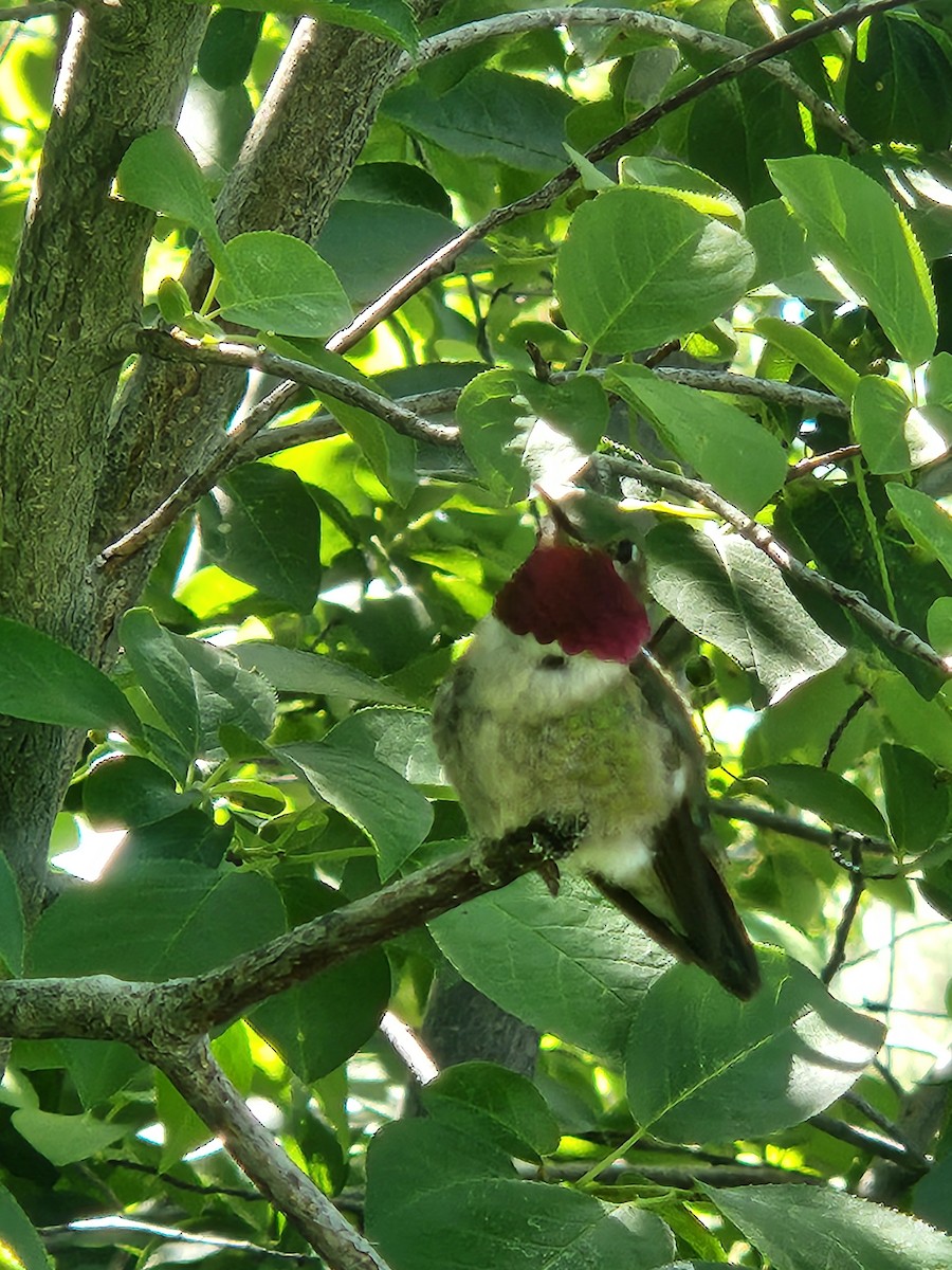 Broad-tailed Hummingbird - ML620689276