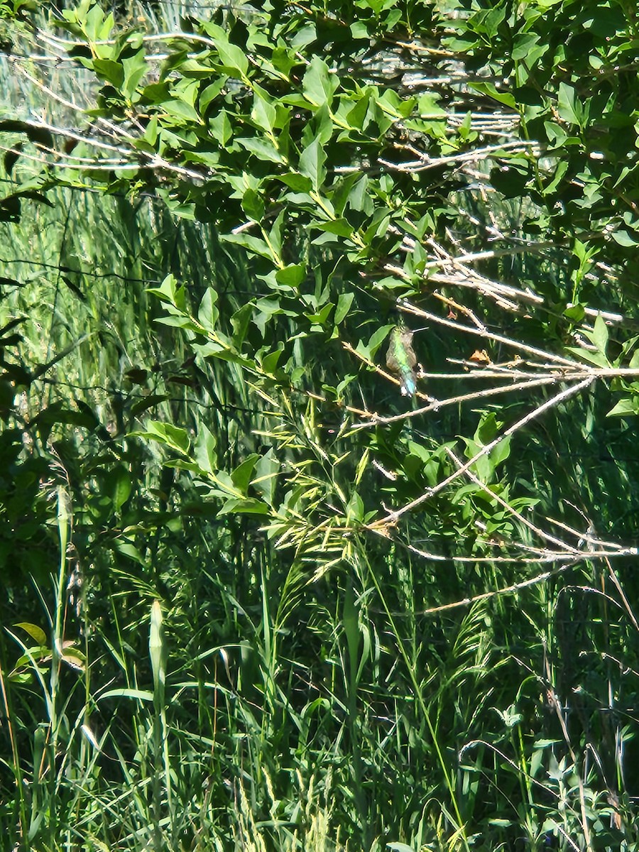 Broad-tailed Hummingbird - ML620689277