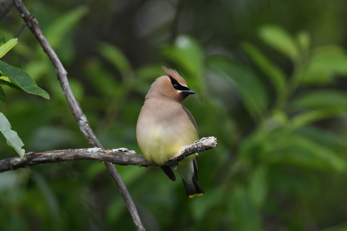 Cedar Waxwing - ML620689280