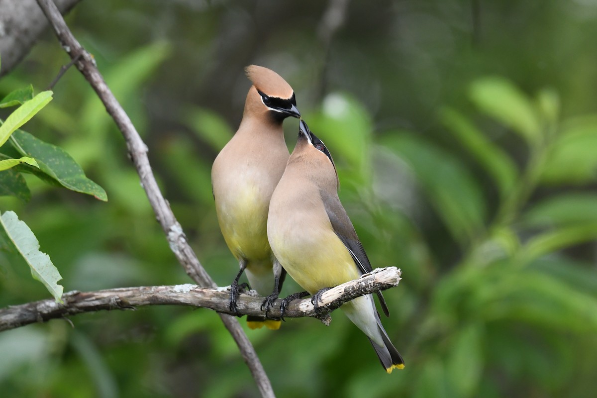 Cedar Waxwing - ML620689282