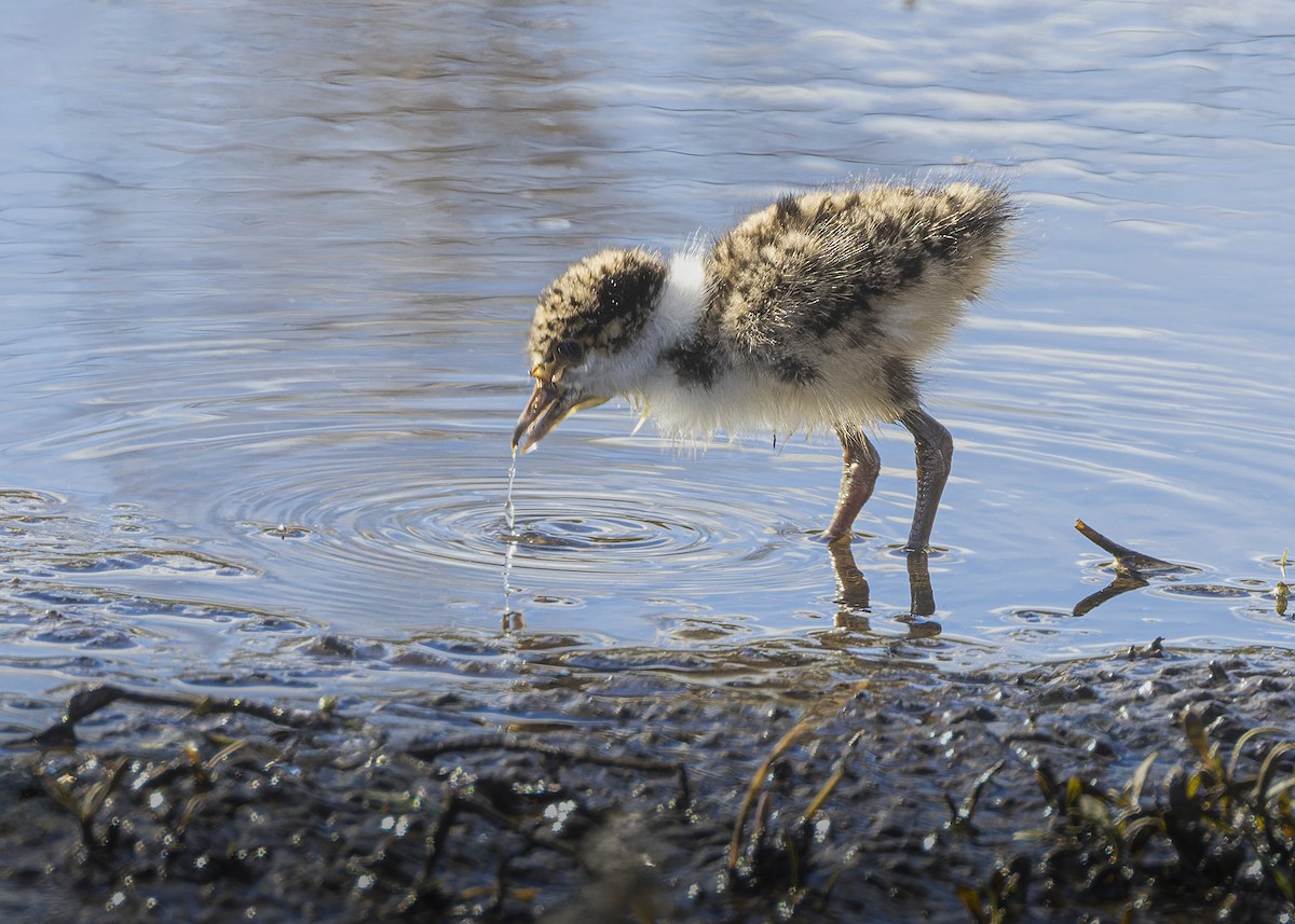 Masked Lapwing - ML620689283