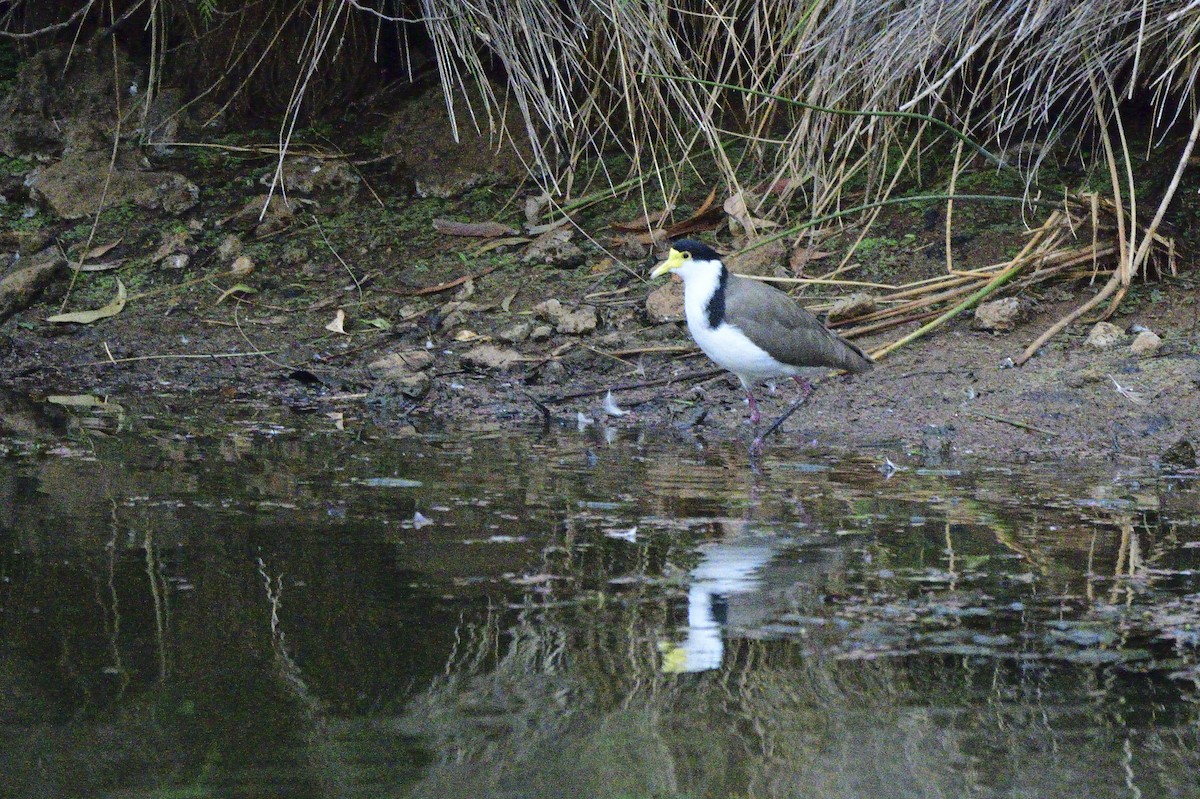 Masked Lapwing - ML620689285