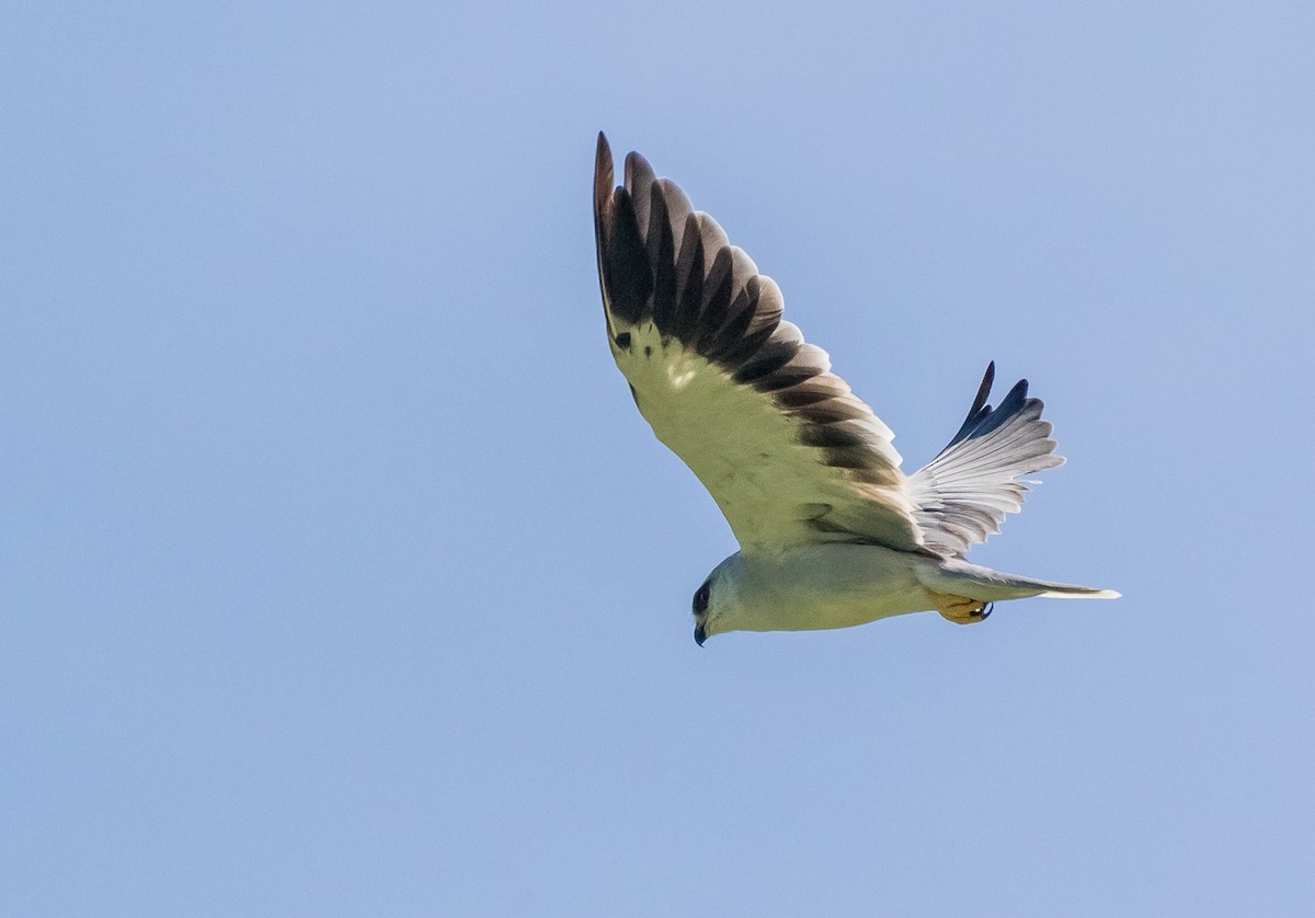 Black-winged Kite - ML620689286