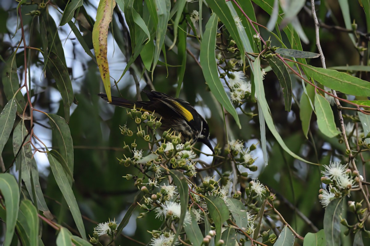 New Holland Honeyeater - ML620689288