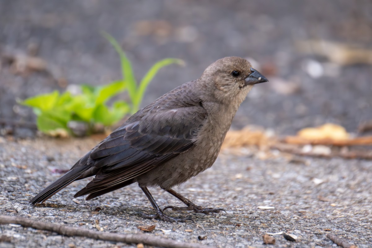 Brown-headed Cowbird - Stewart Mayhew