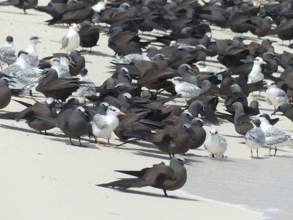 Brown Noddy - ML620689290