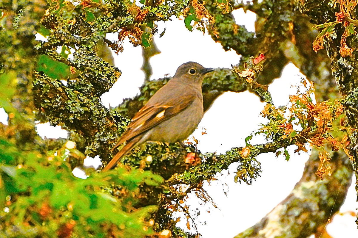 Townsend's Solitaire - ML620689295