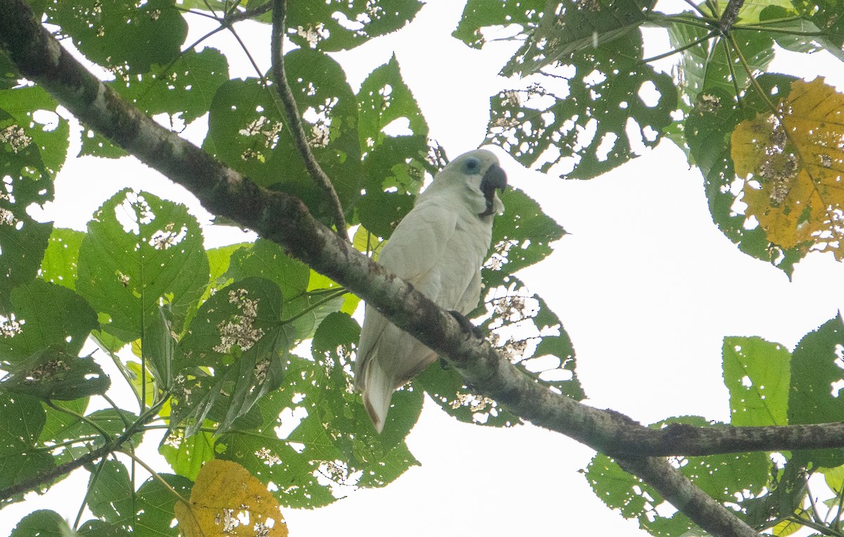 Blue-eyed Cockatoo - ML620689296