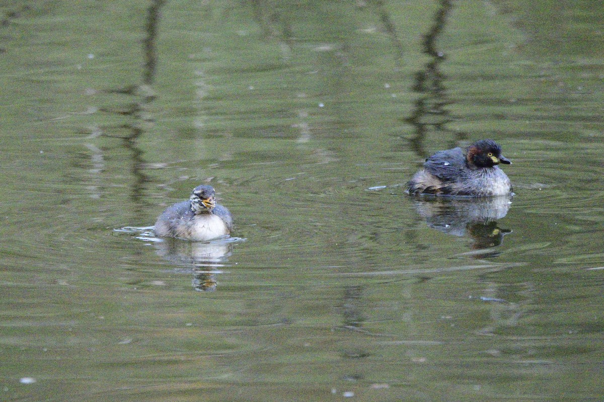 Australasian Grebe - ML620689298