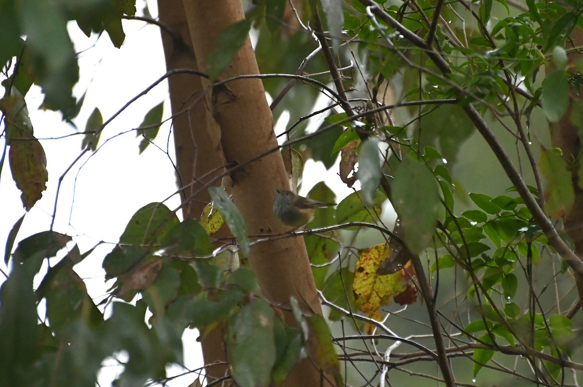 Brown Thornbill - ML620689300