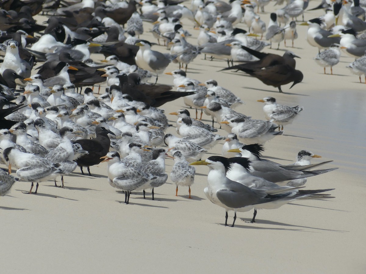 Great Crested Tern - ML620689302