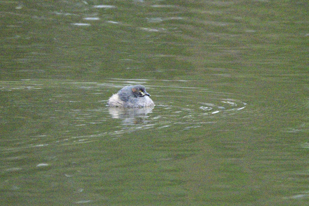 Australasian Grebe - ML620689304