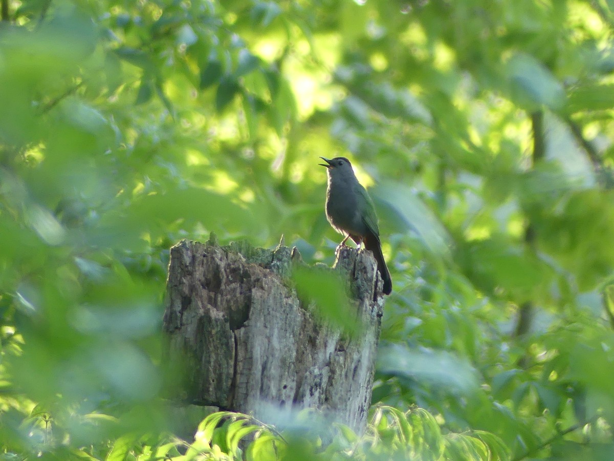 Gray Catbird - ML620689307