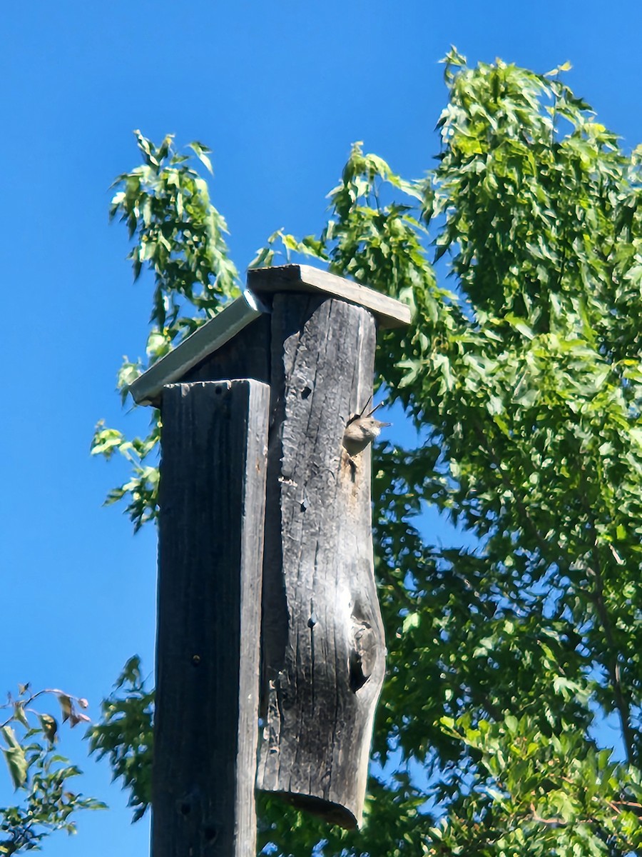 House Wren - ML620689312