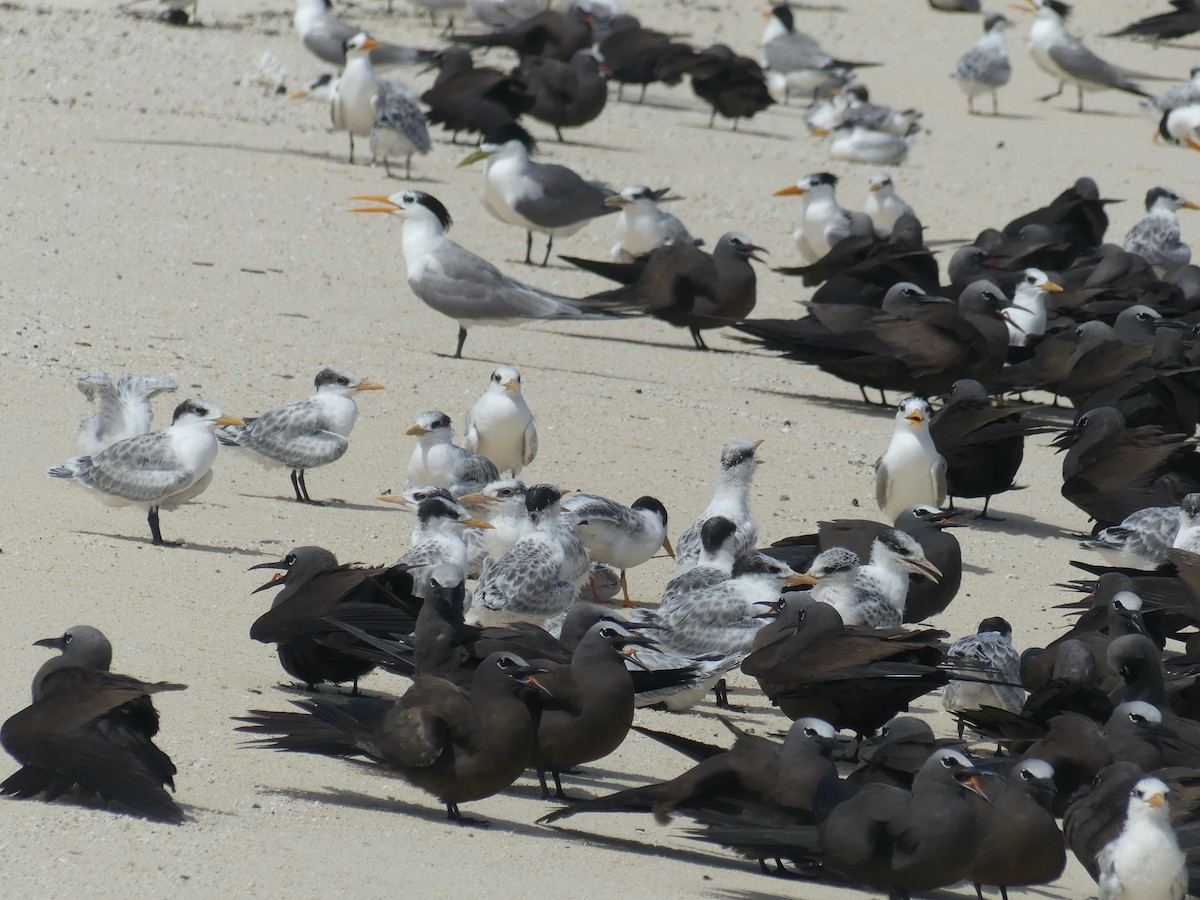 Lesser Crested Tern - ML620689315