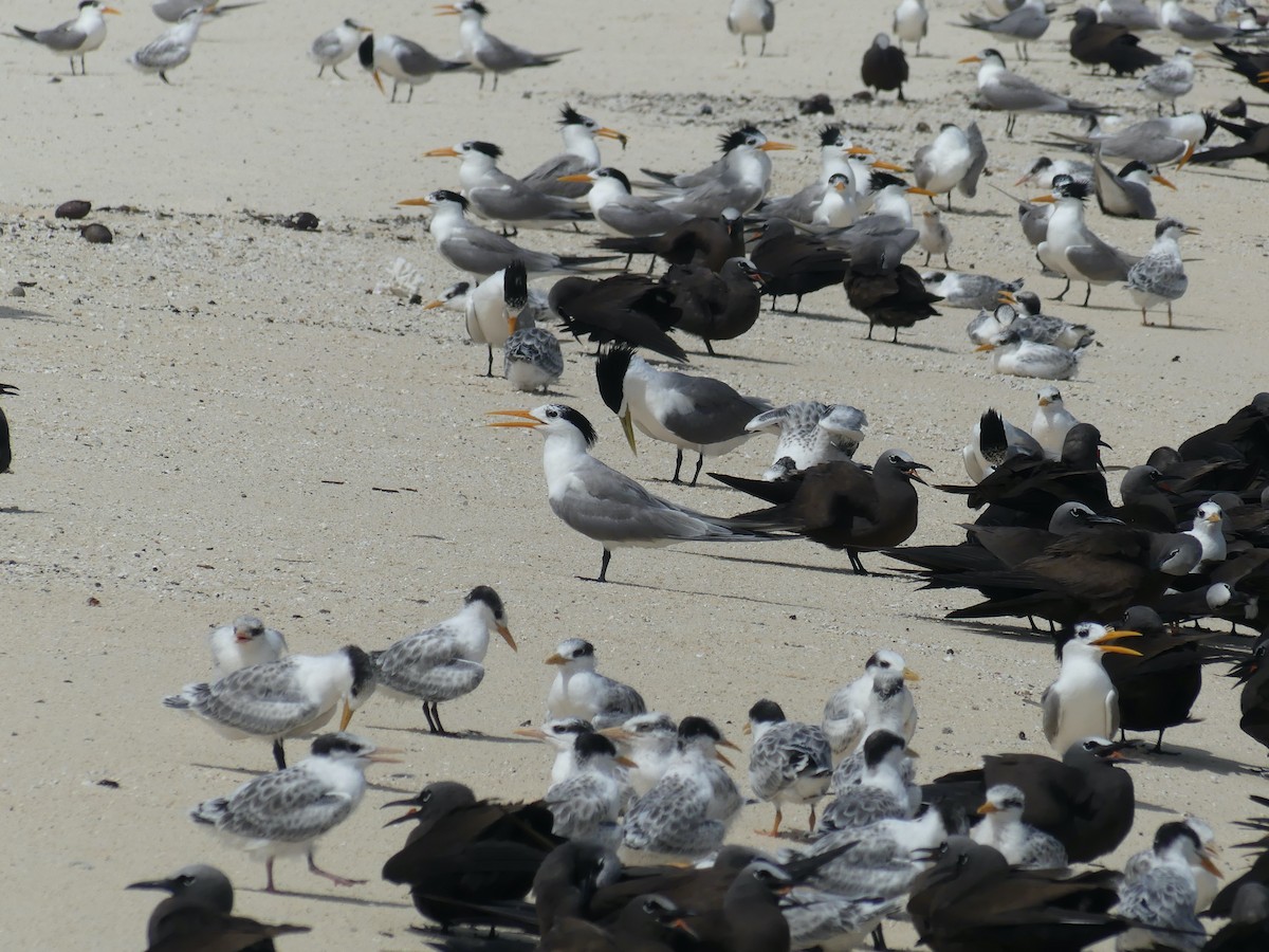 Lesser Crested Tern - ML620689316