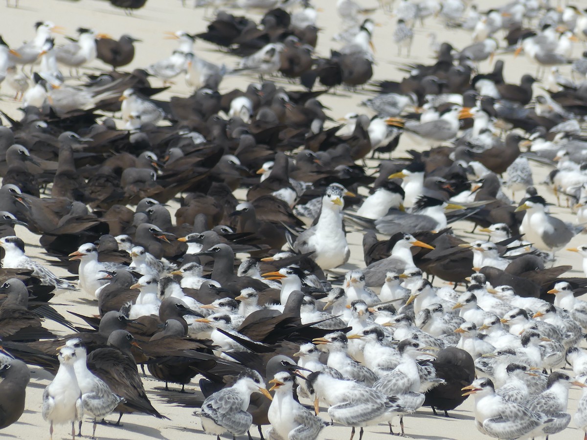 Lesser Crested Tern - ML620689317