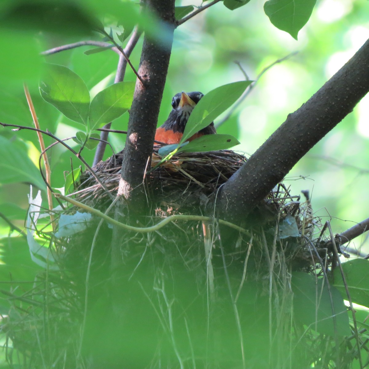 American Robin - ML620689319