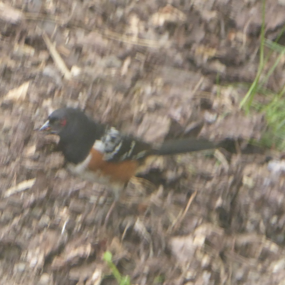 Spotted Towhee (oregonus Group) - Anonymous