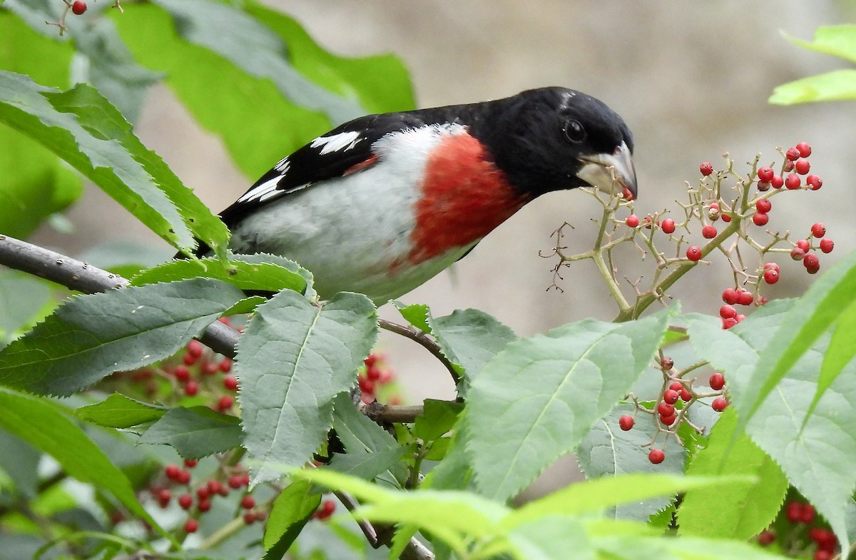 Rose-breasted Grosbeak - ML620689322