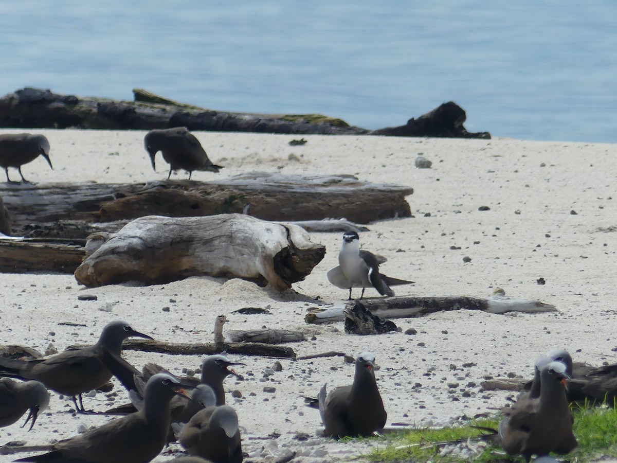 Bridled Tern - ML620689323