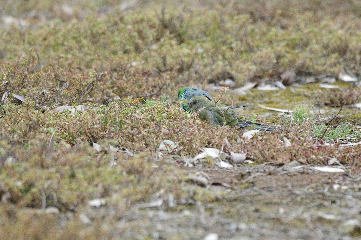 Red-rumped Parrot - ML620689326