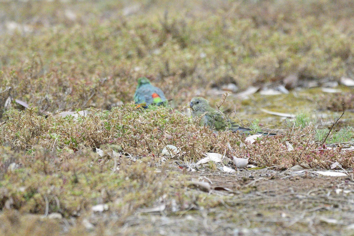 Red-rumped Parrot - Ken Crawley