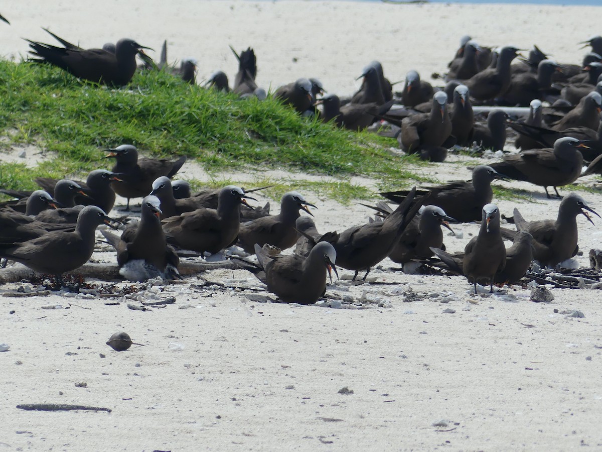 Brown Noddy - ML620689332