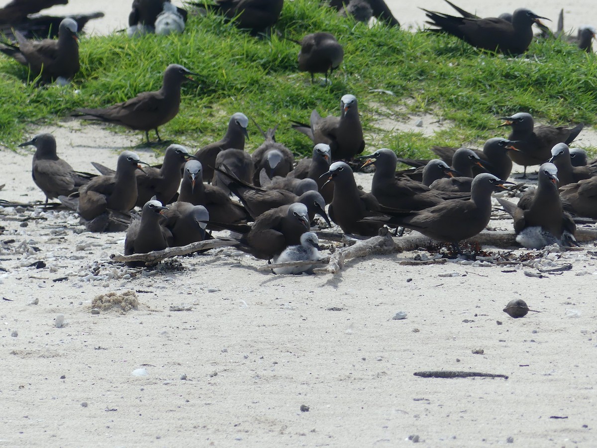 Brown Noddy - ML620689334