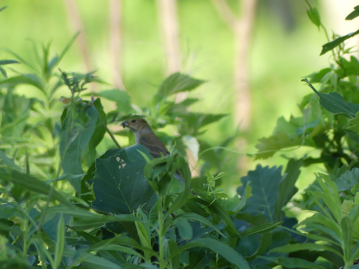 Indigo Bunting - ML620689338