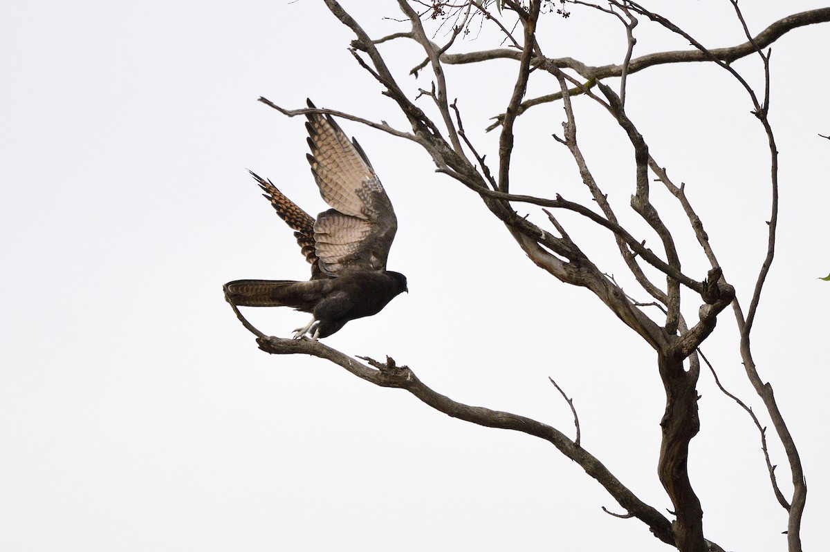 Brown Falcon - ML620689344