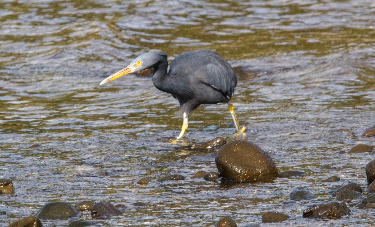 Pacific Reef-Heron - ML620689350