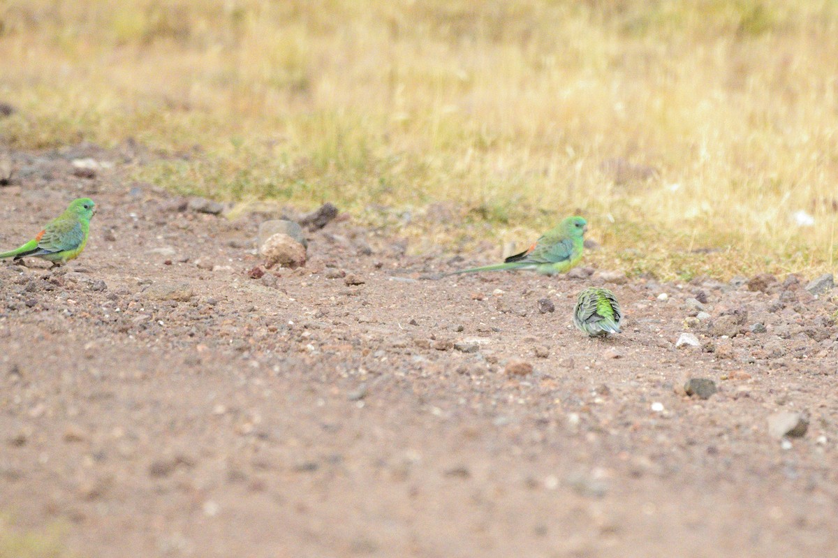 Red-rumped Parrot - ML620689352