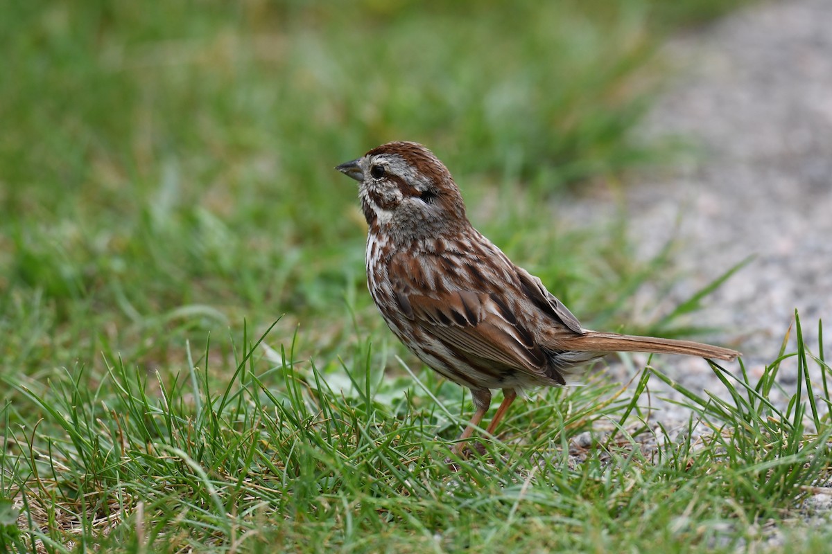 Song Sparrow - ML620689355