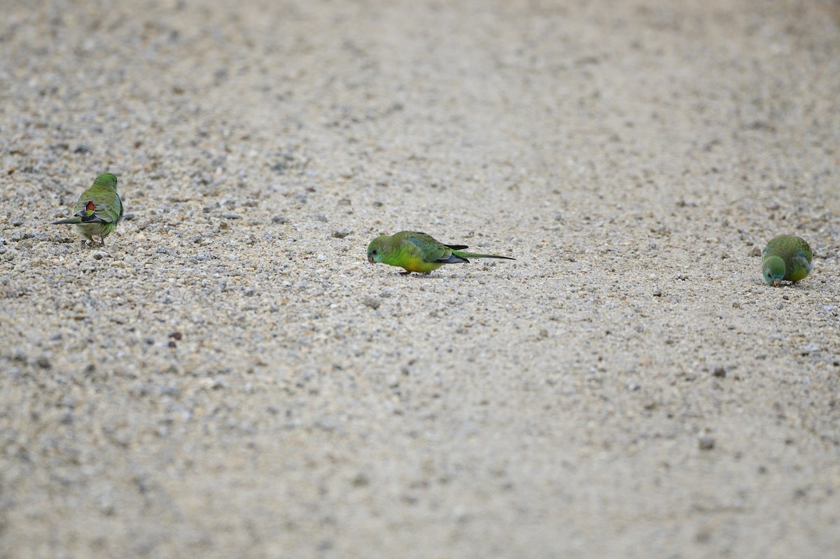 Red-rumped Parrot - ML620689358