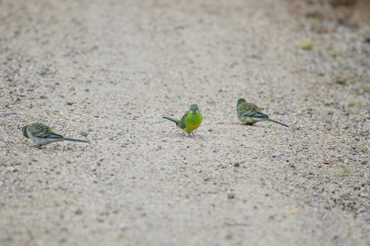 Red-rumped Parrot - ML620689362