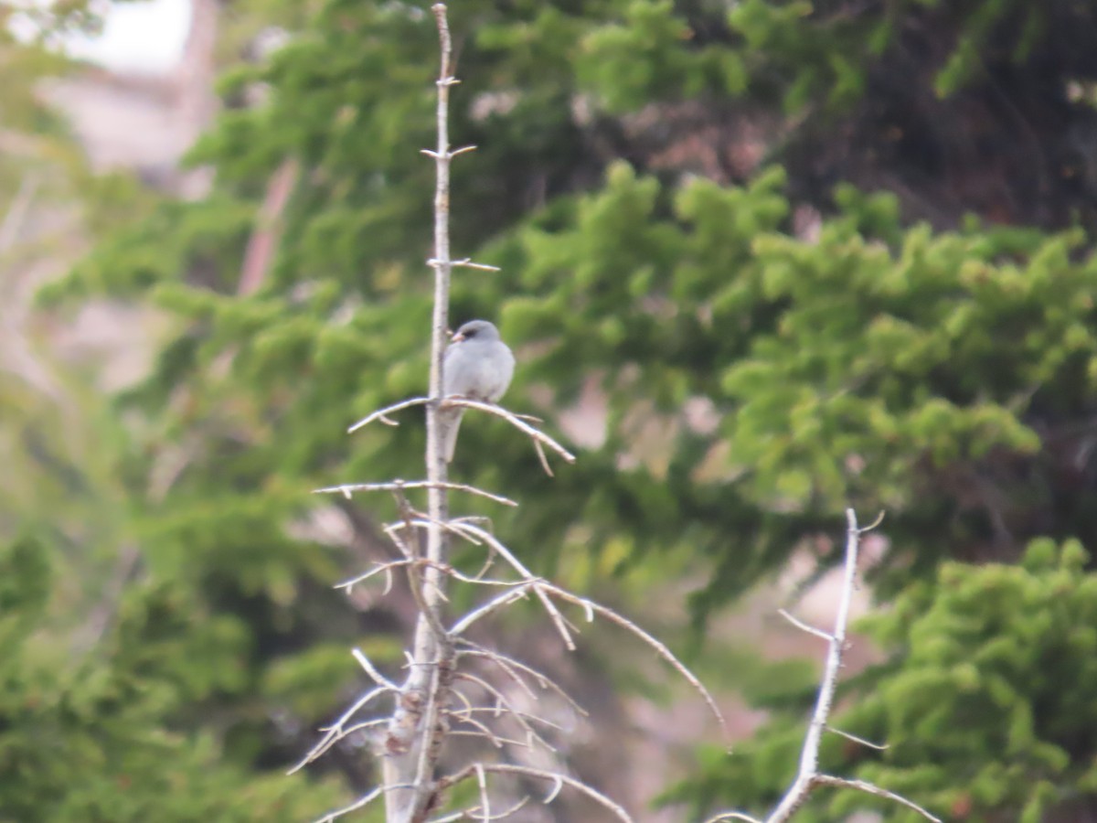 Dark-eyed Junco (Gray-headed) - Kieran Schnitzspahn