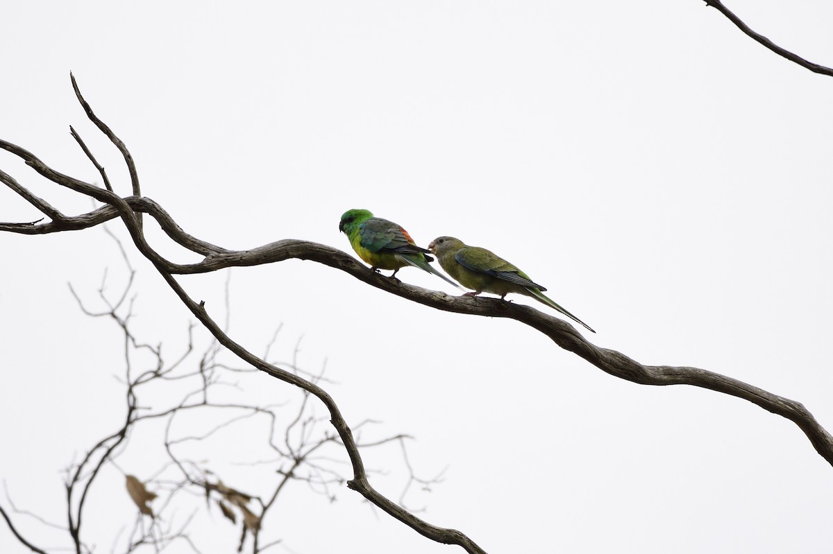 Red-rumped Parrot - ML620689372