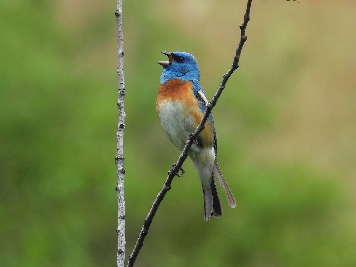 Lazuli Bunting - ML620689386