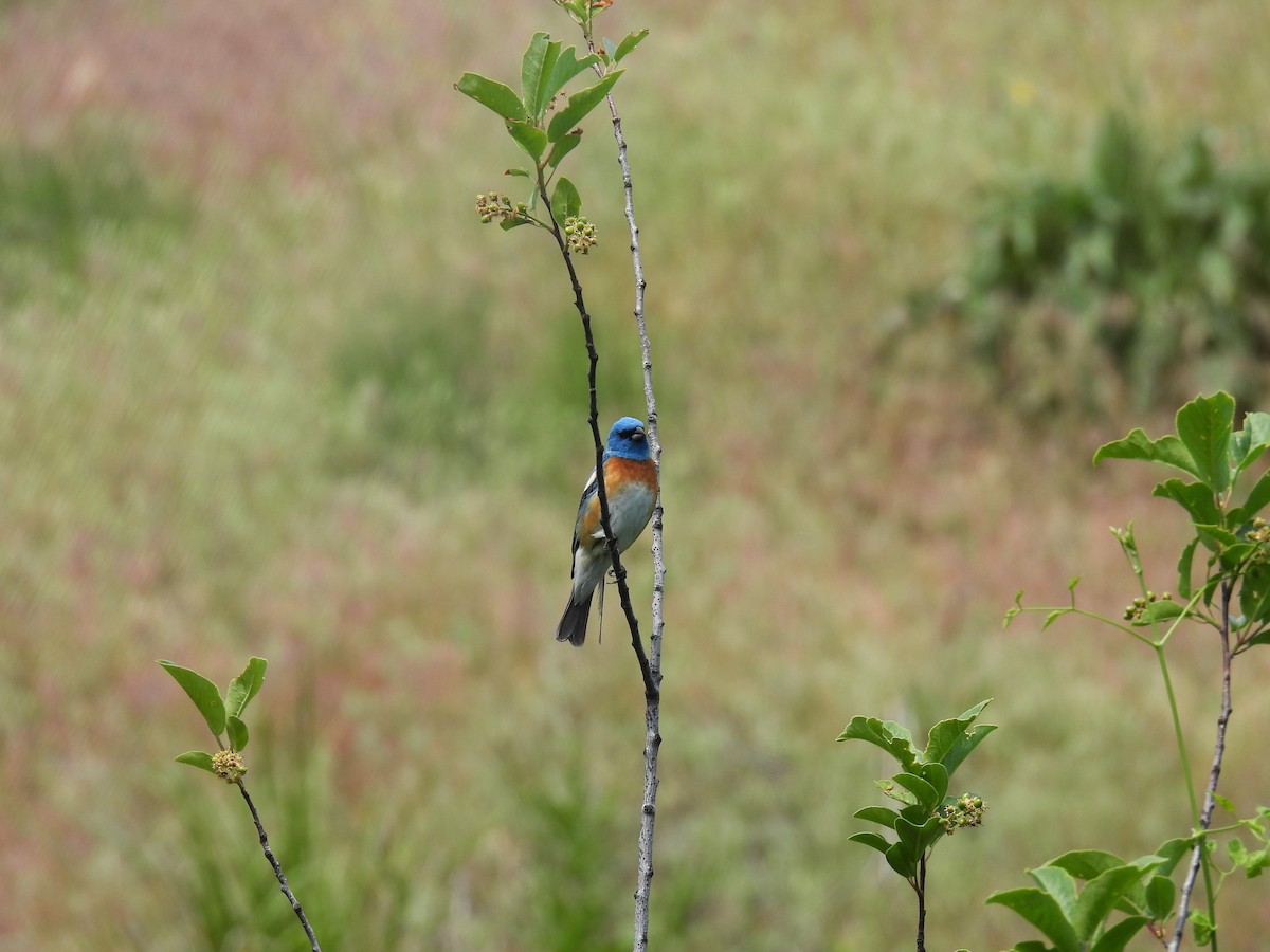 Lazuli Bunting - ML620689387