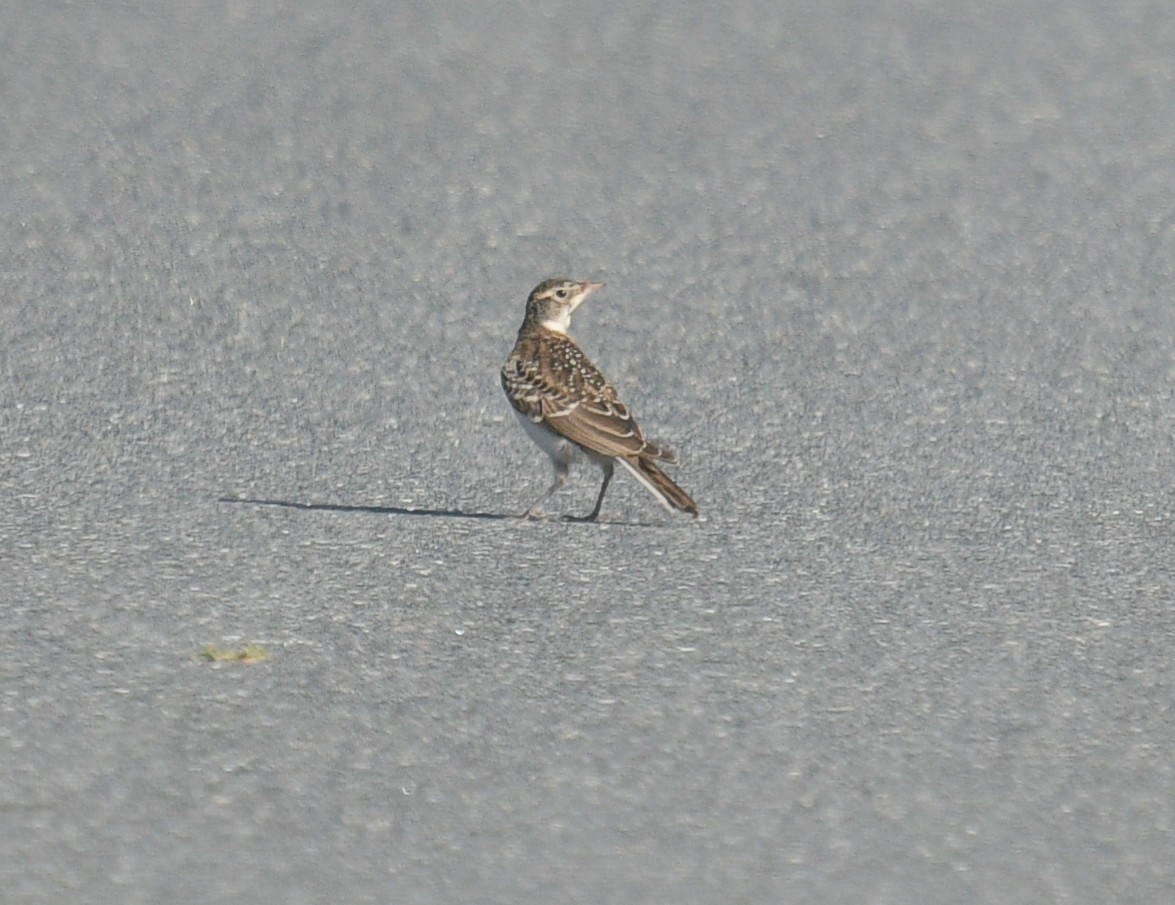 Horned Lark - ML620689391