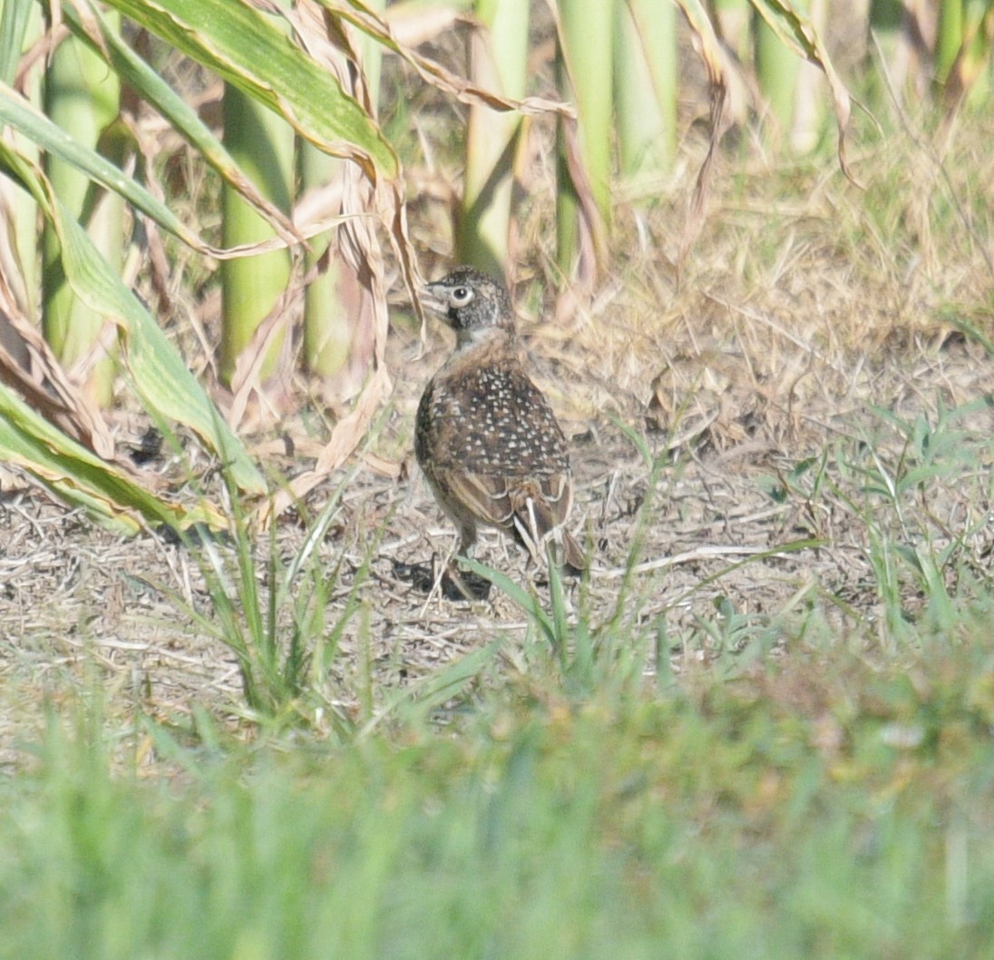 Horned Lark - ML620689392