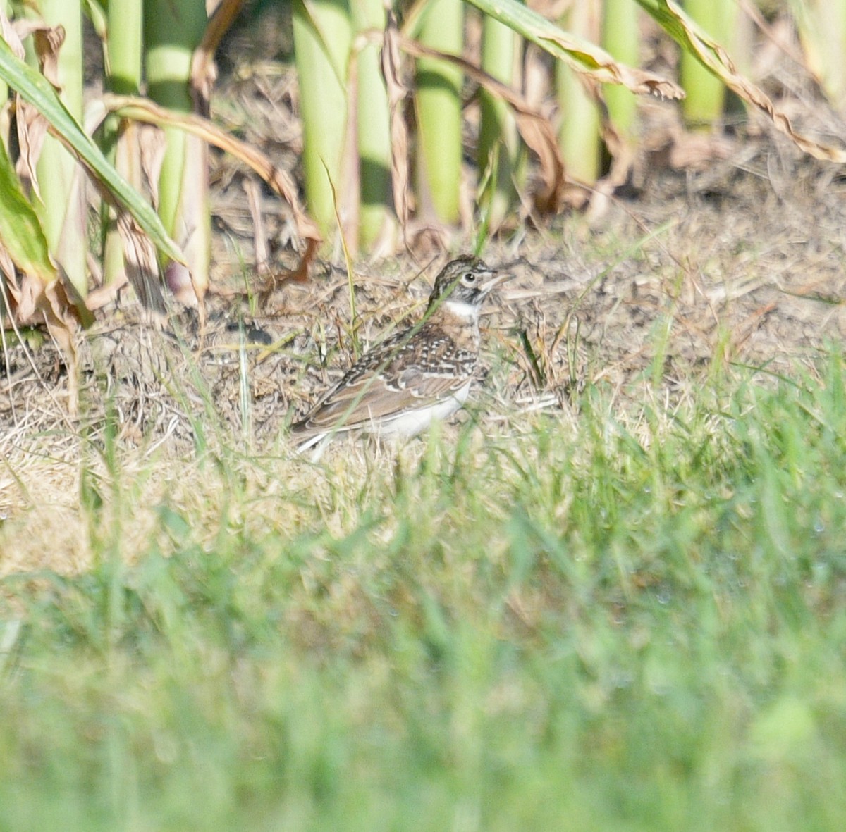 Horned Lark - Margaret Poethig