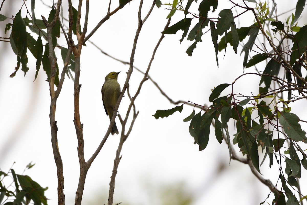 White-plumed Honeyeater - ML620689397