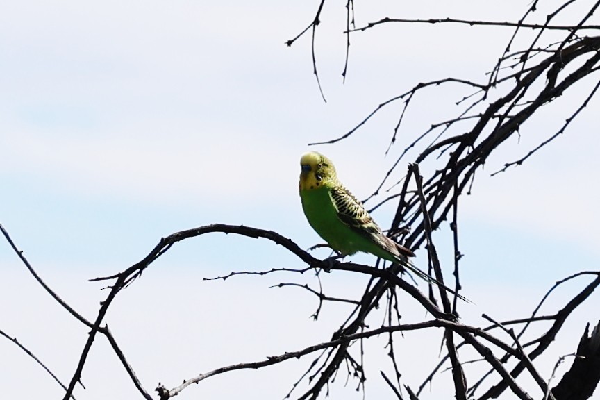 Budgerigar - ML620689398