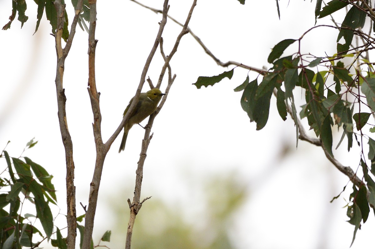 White-plumed Honeyeater - ML620689400